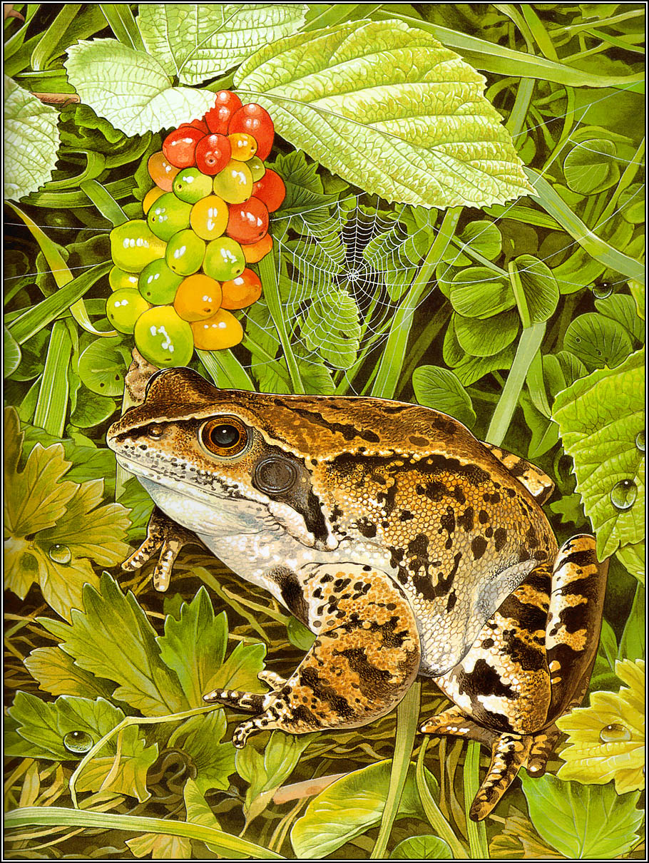 Frogs Sing Songs (05),绘本,绘本故事,绘本阅读,故事书,童书,图画书,课外阅读